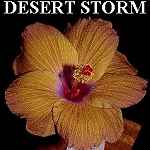 Desert_Storm.jpg