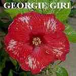 Georgie_Girl1.jpg