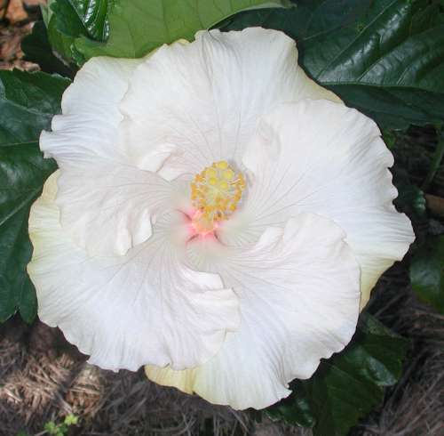 Hibiscus: Tropical Gems of the Garden - Dengarden