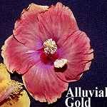 Alluvial_Gold.jpg