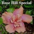 Rose_Hill_Special.jpg